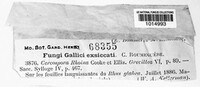 Passalora rhoina image